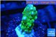 Acropora green purple tip & yellow polyps 2-3 cm WYSIWYG acclimaté