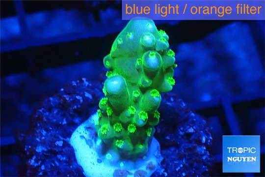 Acropora green purple tip & yellow polyps 2-3 cm WYSIWYG acclimaté