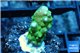 Acropora green purple tip & yellow polyps 2-3 cm WYSIWYG acclimaté