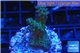 Acropora green blue Australia 2-4 cm WYSIWYG acclimaté