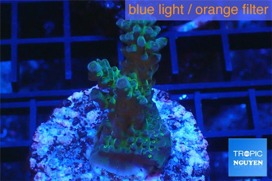 Acropora green blue Australia 2-4 cm WYSIWYG acclimaté