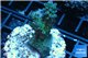 Acropora green blue Australia 2-4 cm WYSIWYG acclimaté