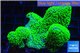 Sarcophyton full neon green polyps Australia & Xenia 6-9 cm WYSIWYG acclimaté