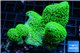 Sarcophyton full neon green polyps Australia & Xenia 6-9 cm WYSIWYG acclimaté