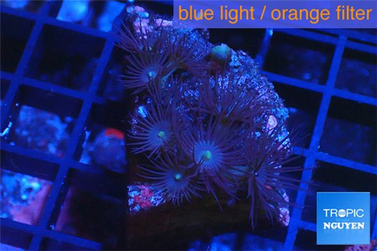Parazoanthus gracilis yellow polyps 2-4 cm WYSIWYG acclimaté