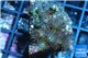 Parazoanthus gracilis yellow polyps 2-4 cm WYSIWYG acclimaté