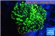 Euphyllia paraancora toxic green 4-8 cm WYSIWYG acclimaté
