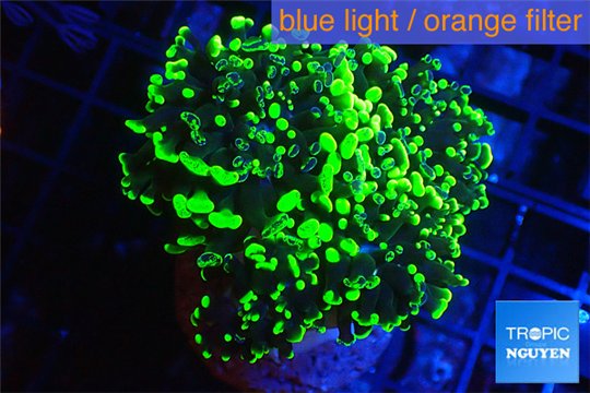 Euphyllia paraancora toxic green 4-8 cm WYSIWYG acclimaté