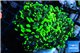 Euphyllia paraancora toxic green 4-8 cm WYSIWYG acclimaté