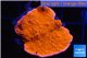 Montipora red cap 3-4 cm WYSIWYG acclimaté
