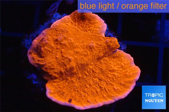 Montipora red cap 3-4 cm WYSIWYG acclimaté