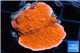 Montipora red cap 3-4 cm WYSIWYG acclimaté