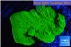 Montipora green cap 3-5 cm WYSIWYG acclimaté