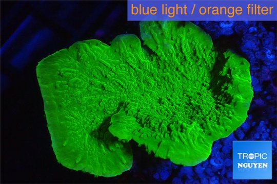 Montipora green cap 3-5 cm WYSIWYG acclimaté
