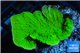 Montipora green cap 3-5 cm WYSIWYG acclimaté