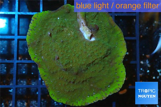 Montipora green & purple polyps 4-5 cm WYSIWYG acclimaté