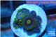 Zoanthus neon green magician blue 5-6 polyps WYSIWYG acclimaté