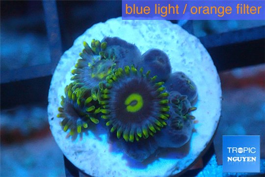 Zoanthus neon green magician blue 5-6 polyps WYSIWYG acclimaté