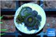 Zoanthus neon green magician blue 5-6 polyps WYSIWYG acclimaté