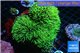 Pachyclavularia neon green 8-12 cm WYSIWYG acclimaté