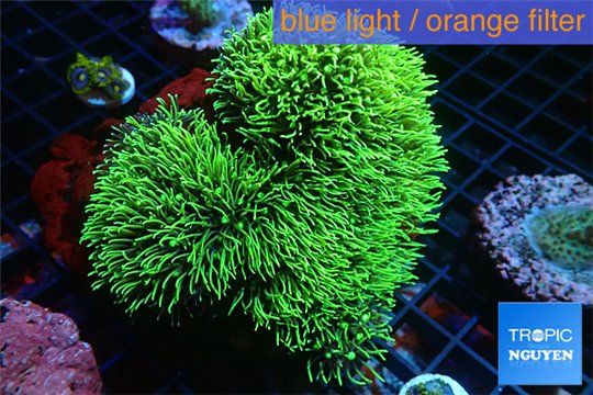 Pachyclavularia neon green 8-12 cm WYSIWYG acclimaté