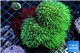 Pachyclavularia neon green 8-12 cm WYSIWYG acclimaté