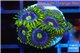 Zoanthus neon green magician blue 6-8 polyps WYSIWYG acclimaté