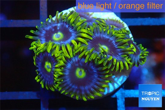 Zoanthus neon green magician blue 6-8 polyps WYSIWYG acclimaté