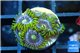 Zoanthus neon green magician blue 6-8 polyps WYSIWYG acclimaté