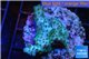 Acropora green purple Australia 2-4 cm WYSIWYG acclimaté