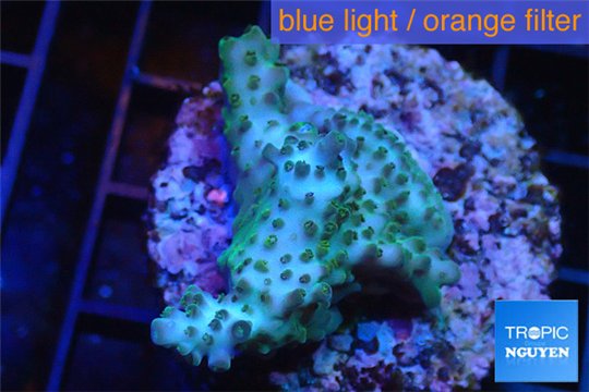 Acropora green purple Australia 2-4 cm WYSIWYG acclimaté