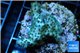 Acropora green purple Australia 2-4 cm WYSIWYG acclimaté