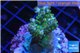 Acropora green purple Australia 3-4 cm WYSIWYG acclimaté
