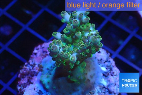 Acropora green purple Australia 3-4 cm WYSIWYG acclimaté