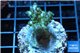 Acropora green purple Australia 3-4 cm WYSIWYG acclimaté