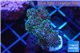 Pocillopora green & pink tip 2-3 cm WYSIWYG acclimaté
