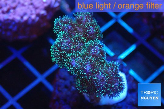 Pocillopora green & pink tip 2-3 cm WYSIWYG acclimaté