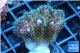 Pocillopora green & pink tip 2-3 cm WYSIWYG acclimaté