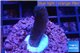 Stylophora milka 2-4 cm WYSIWYG acclimaté