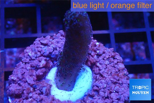 Stylophora milka 2-4 cm WYSIWYG acclimaté