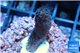 Stylophora milka 2-4 cm WYSIWYG acclimaté