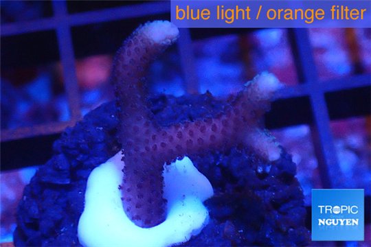 Seriatopora pink Fijii 1-2 cm WYSIWYG acclimaté
