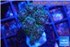 Pocillopora green & pink tip 2-3 cm WYSIWYG acclimaté