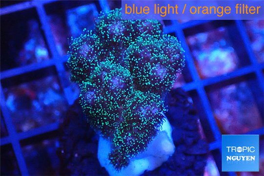Pocillopora green & pink tip 2-3 cm WYSIWYG acclimaté