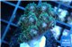 Pocillopora green & pink tip 2-3 cm WYSIWYG acclimaté
