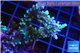 Acropora Joker 3-5 cm WYSIWYG acclimaté