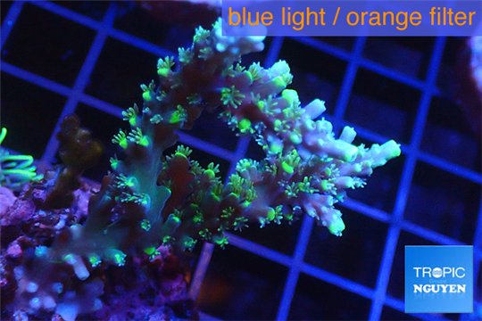 Acropora Joker 3-5 cm WYSIWYG acclimaté