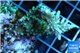 Acropora Joker 3-5 cm WYSIWYG acclimaté