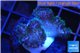 Pocillopora green & pink tip 2-3 cm WYSIWYG acclimaté