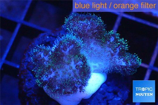 Pocillopora green & pink tip 2-3 cm WYSIWYG acclimaté